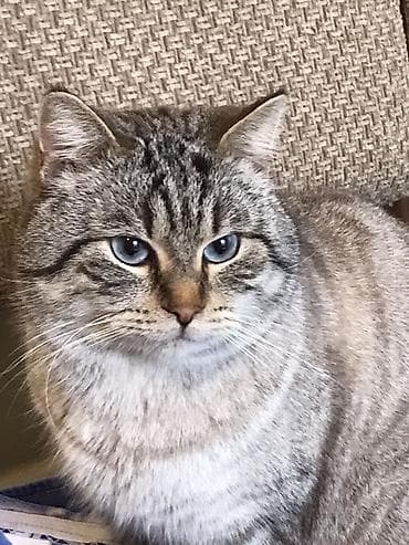 Erkək, Cütləşmə üçün, Ünvandan götürmə