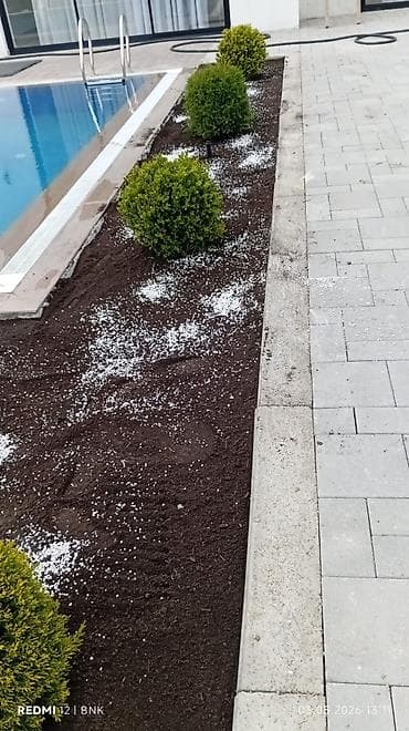 çəmən otu: Təbbi qazon danimarka enli yarpaq çatrlma xidməti,qurasdrma cidmeti — 8