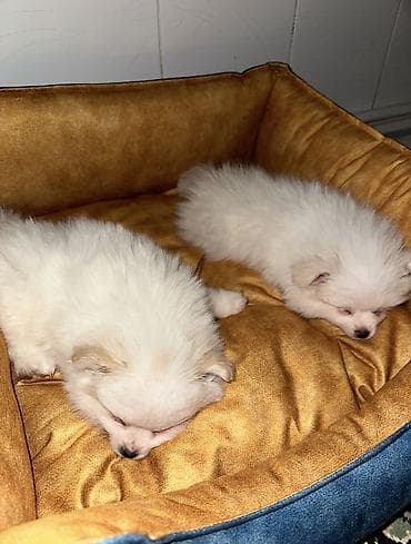 Şpitz, 7 ay, Dişi, Peyvəndli lalafo.az -da Şpitz, 7 ay, Dişi, Peyvəndli