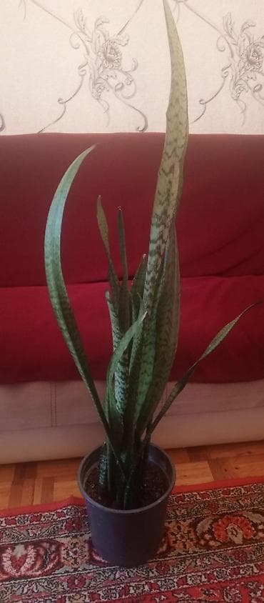 nokia yarpaq: Sansevieria (Qayın dili) – otaq bitkisi - Növ: Sansevieria — 1