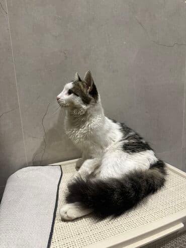 pişik ucun yuva: Yaxşı əllərə — 3