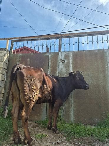 inək: Dişi, il: 2, Südlük — 4