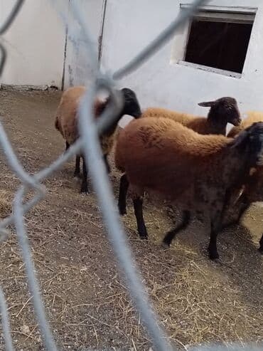 выгул собак бишкек: Самка, Qala, лет: 1, 50 кг, Для разведения, Самовывоз — 2