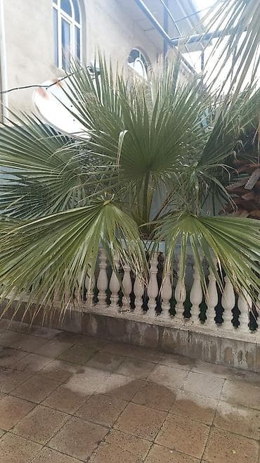 Dekorativ palma ağacı satılır – böyük ölçülü, yelpikvari (fan-shaped) lalafo.az -da Dekorativ palma ağacı satılır – böyük ölçülü, yelpikvari (fan-shaped)