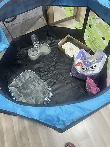 pitbull iti satilir: Britan, Erkək, Yaxşı əllərə — 4