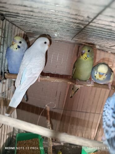 quş üçün qəfəs: Məhsul: Dalmatian/xallı və klassik rəng çeşidlərində nimfa deyil — 6