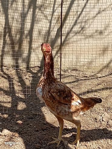 reks dovşan: Heyratı yumurtası satılır.Ariginal,təmiz qan heyvanlardı — 3