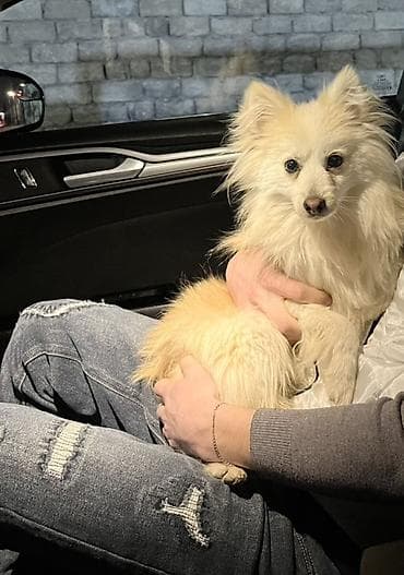 həyət iti: Şpitz, 11 ay, Erkek — 2