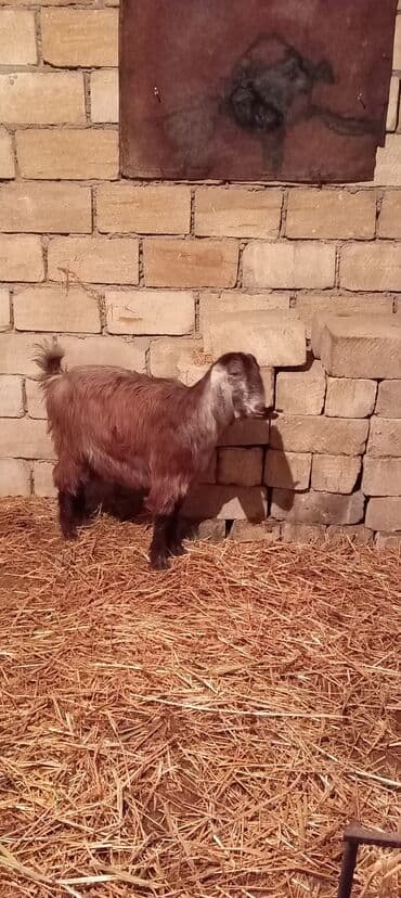 Gəmiricilər: Dişi, Hələb, il: 1, Damazlıq, Ünvandan götürmə — 5