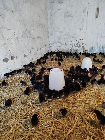 at satisi: 5-6 günlük Seçmə kənd cücələri satılır, hamısı qara rənglidi — 5