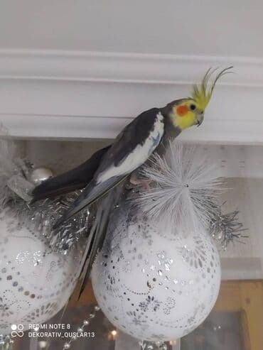 xaski it satisi: Salam danisan quslar satilir. Yaslari ferqlidir. Quslar dislemir — 2