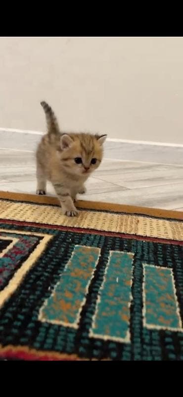 взять котёнка бесплатно: Шотландская, Самец, Бесплатная доставка — 3