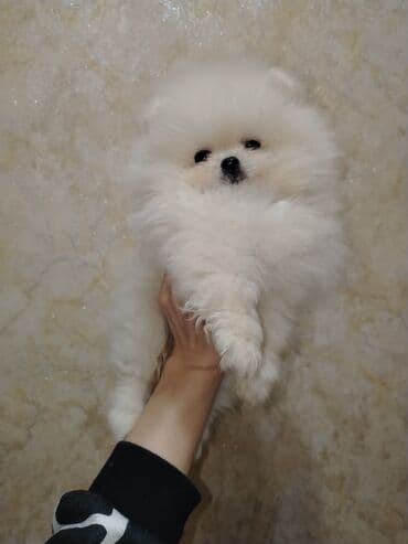 heyvan bazarı: Şpitz, Peyvəndli — 4