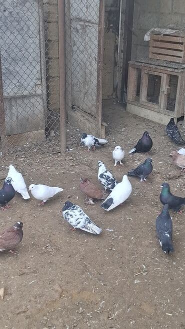 scottish fold qiymeti: Satılır — 9