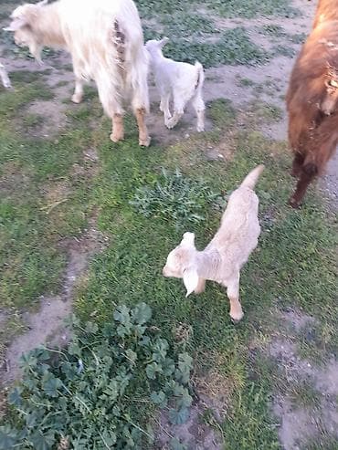 keci satisi: Dişi, Zanen, il: 1, 40 kq, Südlük, Ünvandan götürmə — 8