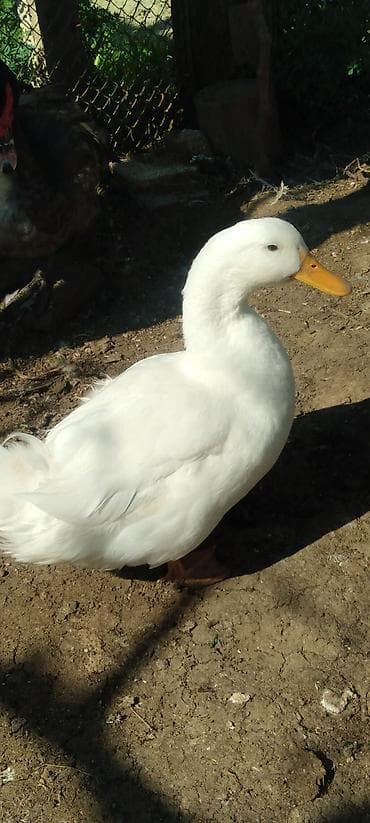 Сельхоз птицы: Pekin ağ erkək ördək. Təsvir: - Cins tipajı: Pekin tipli ağ ördək - — 2