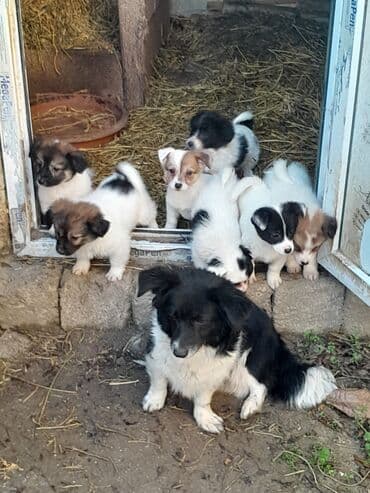 купить кур: Звонок, 3 месяца, Самовывоз — 6