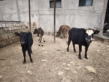 heyvan inek: Dana, buzov, Dişi, Holsteyn, Simental, ay: 1, Damazlıq, Südlük, Ünvandan götürmə, Ödənişli çatdırılma — 6