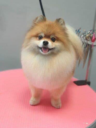 chow chow qiymetleri: Şpitz, 2 ay, Dişi — 6