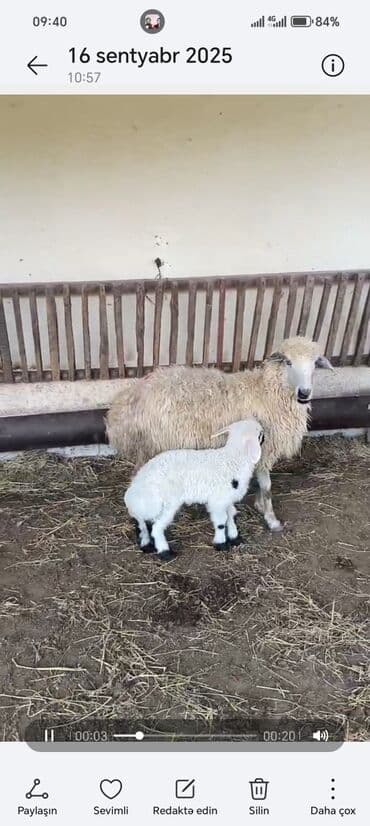 Ana bala qoyun satilir balasi erkeydi sudu qoyjndu cavan qoyundu reyal