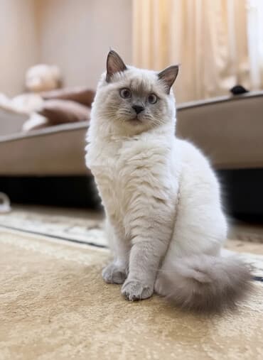 pişik şəkilləri: Şinşilla, Erkək, Cütləşmə üçün — 1