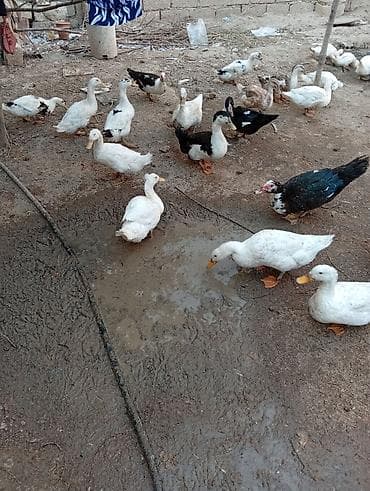 tutu quşu: Ördək satilir,,real alici zeng etsin — 1