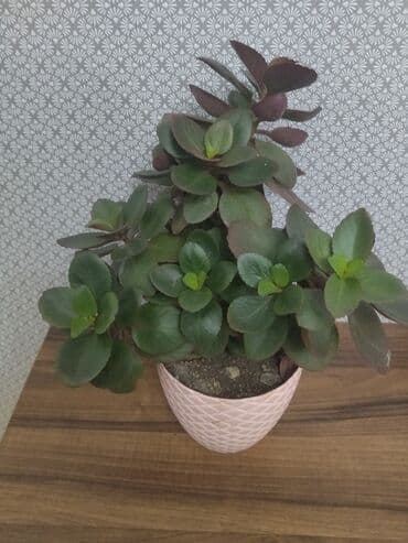 декор дерево: Dekorativ görünüşlü Kalanxoe bitkisi. Ev və ya ofis üçün əla seçimdir — 1