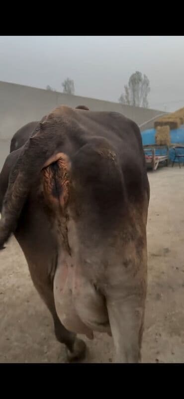 xaçmazda inəklər: Simental tipli inək və buzov dəsti - Cins/Tip: Simental (qəhvəyi — 9