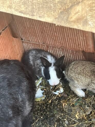 Heyvanlar üçün mallar: Dovşan balaları hər rəngdə var 6 manat Məhsul: Ev dovşanları – — 2