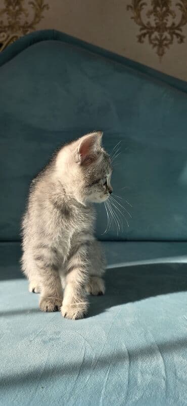 pişik sudu: Tabbi, Yaxşı əllərə — 3