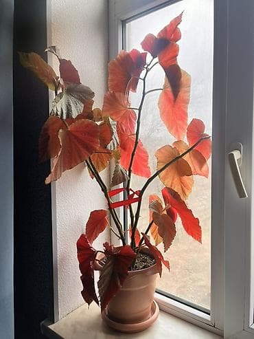 diffenbaxiya bitkisi haqqinda melumat: Qırmızı yarpaqlı dekorativ begoniya (saksıda) - Növ: Begoniya (böyük — 1