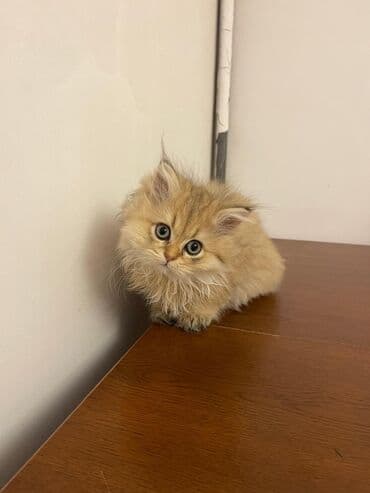 cins pişik: Britan — 3