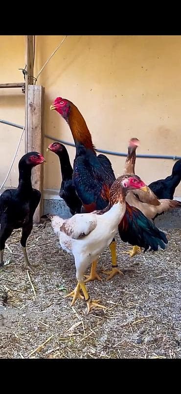 brama cücə: O shamo 5 toyuq 1 xoruz — 8