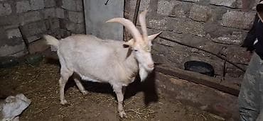 Akvarium aksessuar və ləvazimatları: Erkək keçi – Temiz Safqan Sanin Erkeyidi 1Yas 7 Ayliqdi Cox Aktiv — 4