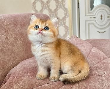 van pişik: Britan — 3