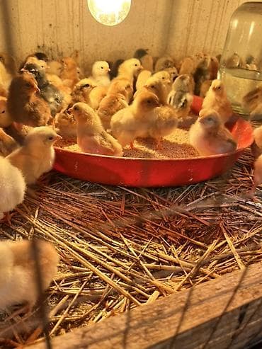 ordək cucəsi: Məhsul: 🐥 Təzə çıxmış kənd cücələri satılır – say məhduddur! Təzə — 3