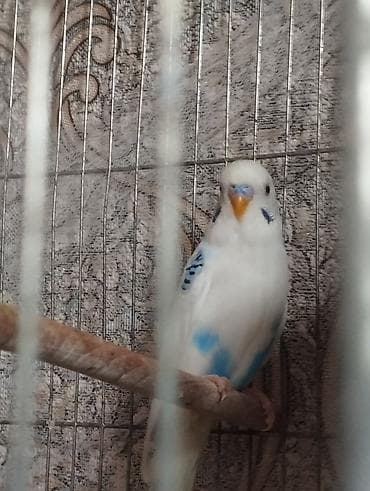 Pişiklər: Cüt satılır . 40 manat — 2