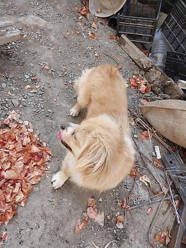 cins itler: Şirin, xırda ölçülü it – qızılı-krem rəngli, uzun və yumşaq tüklü — 2