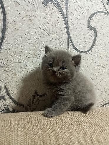 pulsuz pişik: Şotland, Erkək — 5