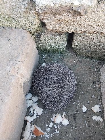 dovşan yemi: Kirpi – bağ üçün zərərvericilərə qarşı təbii “mühafizəçi” - Gecə — 2