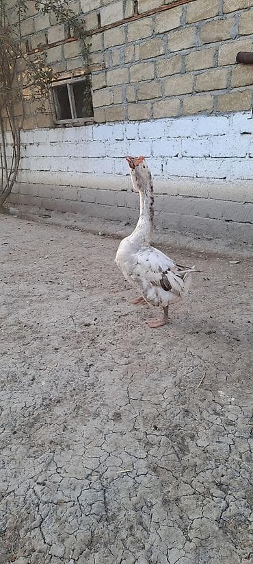 ari yesiyi satisi: Xalmaqor qazları satılır xoruz fərə fərə kürt yatıb altında 12 yumurta — 2