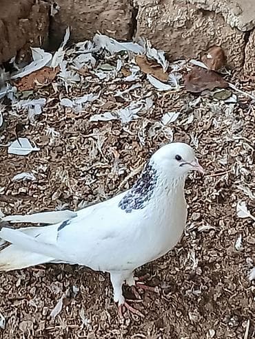 Кошки: Qiymət hamısına aitdir tək təkdə satılır qiymətdə razılaşmaq olar — 7