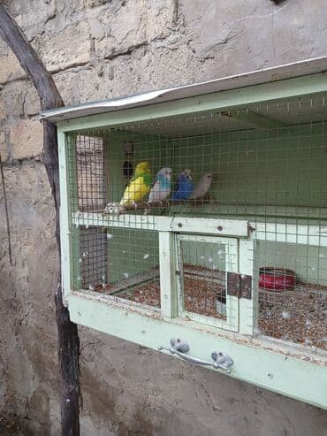 кольчатый попугай цена: Dalmatin və klassik rəng çeşidlərində dalqalı tutuquşular (badziqar) — 2