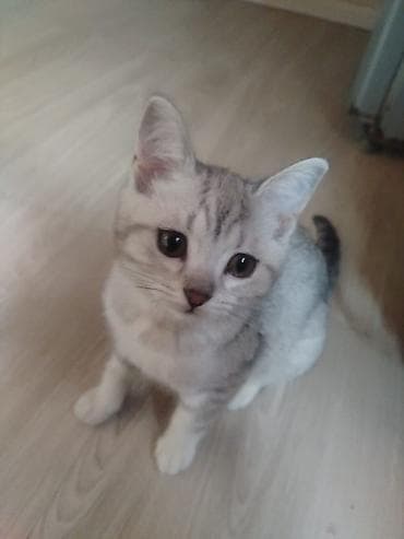 pişik balasi: Gümüş rəngli, zolaqlı naxışları olan ev pişiyi balası. Şirin yuvarlaq — 5