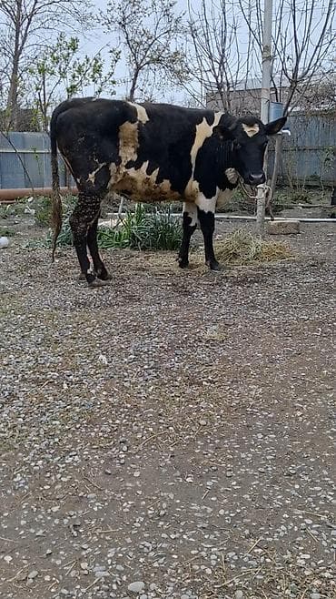 mal qoyun: Dişi, Simental, il: 5, Südlük, Ünvandan götürmə — 3