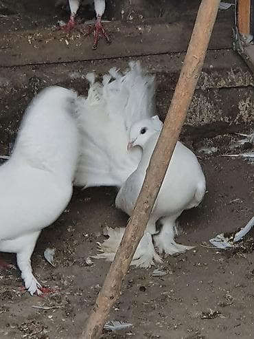 feniks quşu: Məhsul: Bəzəkli göyərçinlər – ağ rəngli, quyruğu yelpikvari Təsvir: - — 2