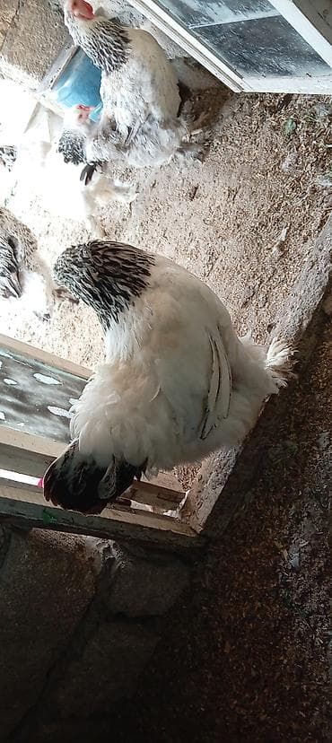Toyuq, Brama, Damazlıq