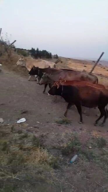 ineklerin satisi: Inəklər satılır — 1