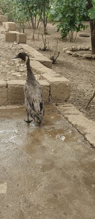 it satisi balaca: Erkək, Damazlıq, Ödənişli çatdırılma — 9