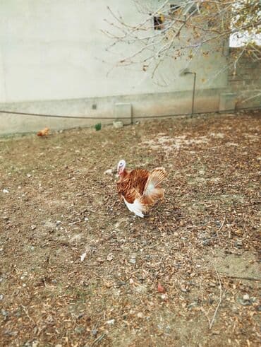 buğda toxumu satışı: Erkək, Kanada, Damazlıq — 3